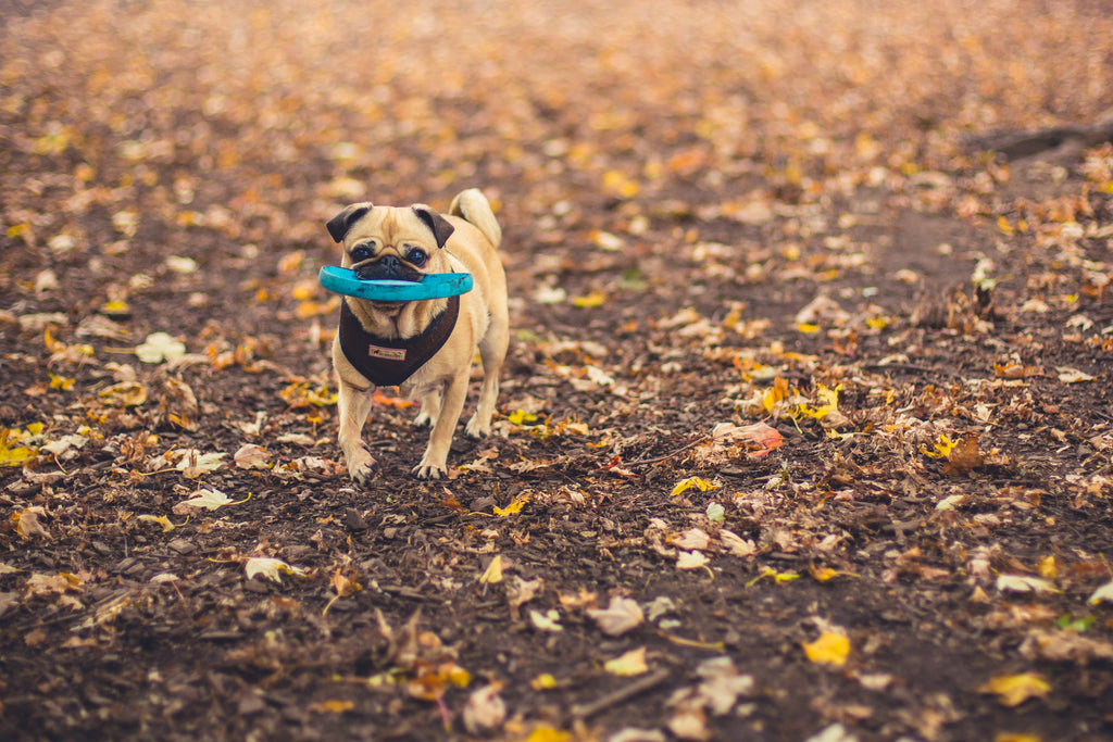 Pug with favourite toy on autumnal walk